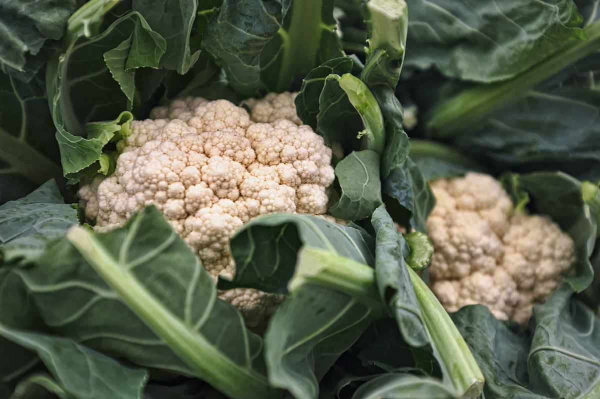 CAULIFLOWER WHITE LOCAL