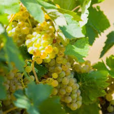 GRAPE SEEDLESS CALIFORNIA WHITE