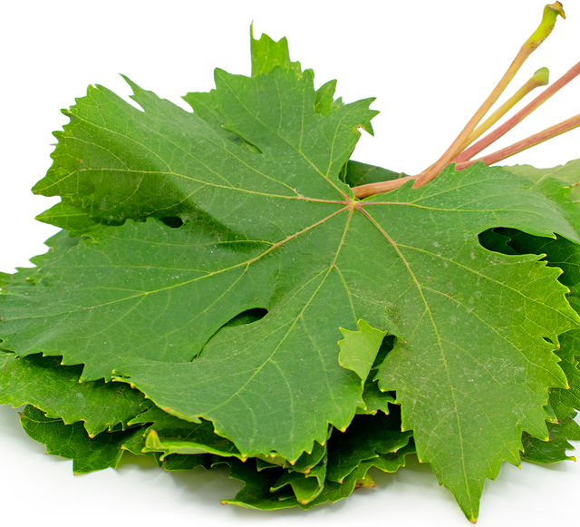GRAPE LEAVES FRESH