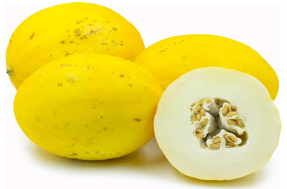 HONEYDEW MELON CANARY