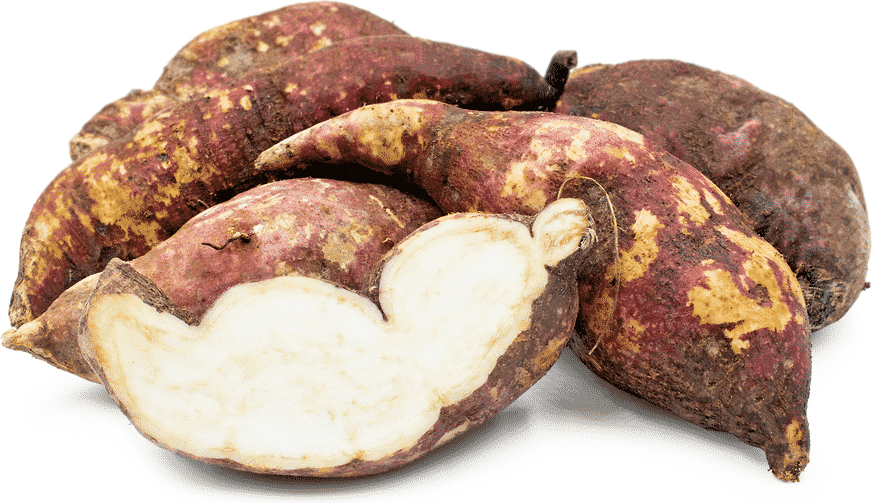 BATATA ROOT