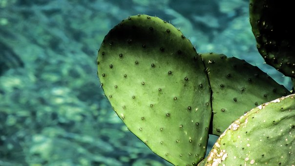 CACTUS LEAVES