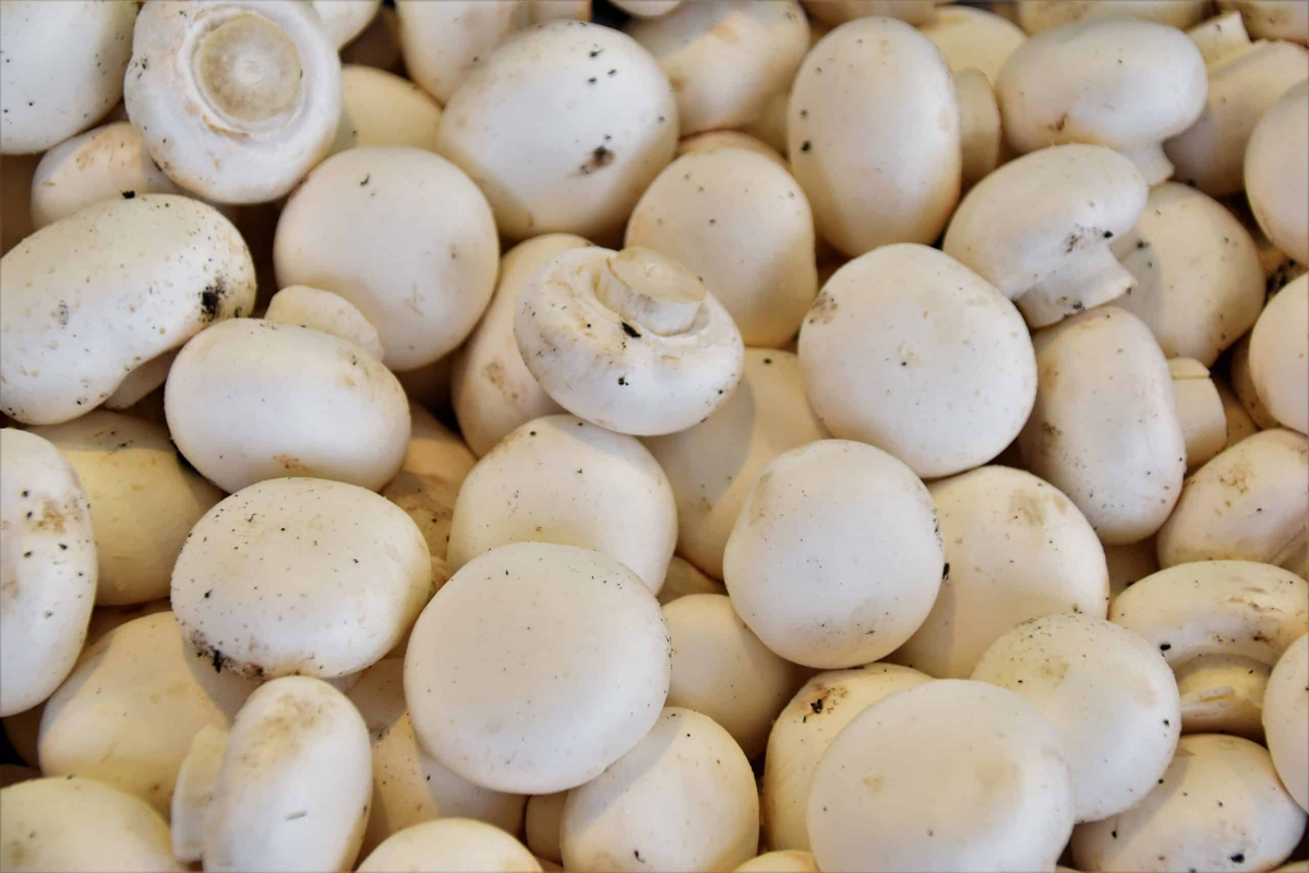 MUSHROOM WHITE PACK
