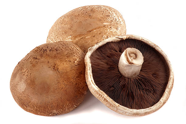 MUSHROOM PORTABELLA
