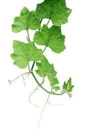LEAF SQUASH