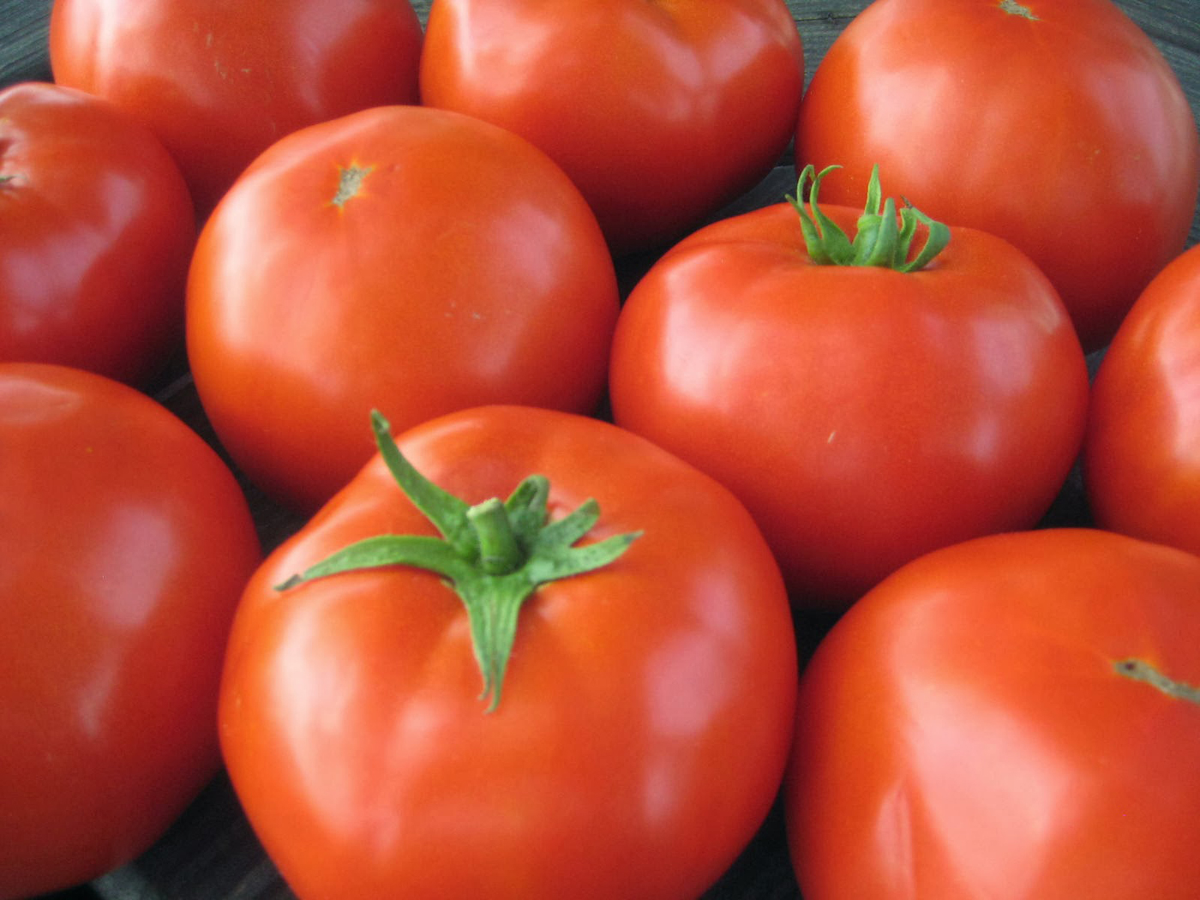 TOMATO LARGE