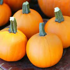 PUMPKIN ORANGE MINI EXTRA SMALL