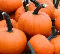 PUMPKIN ORANGE FIELD TRIP WIC APPROVED  LARGE