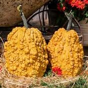 PUMPKIN CORN COB YELLOW WARTY